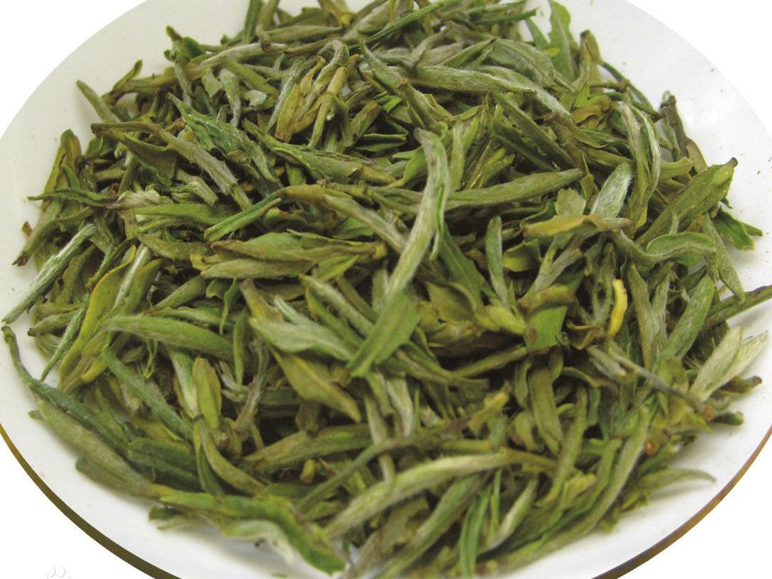 素问雅安黄茶|黄茶种类—广东大叶青