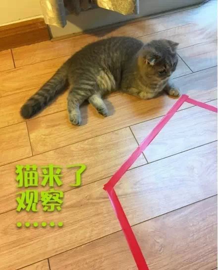 胶带粘猫什么原理_纱布用什么胶带粘(3)