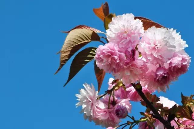 樱花是日本国花,至今已经有1000多年的历史,不过在唐代的时候,樱花是