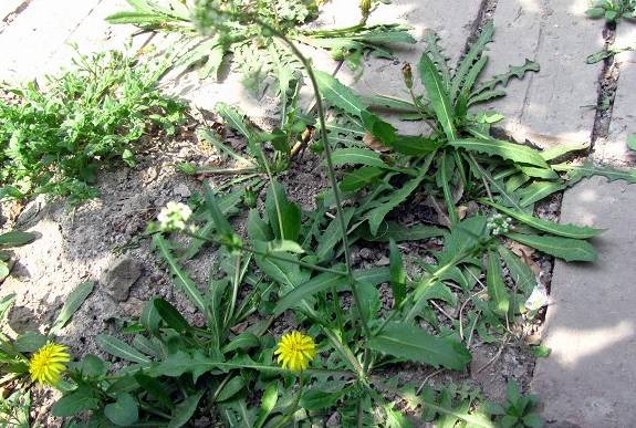 它具有解毒利尿的功能,不过每年春天,小区的院子草坪上,长满了蒲公英