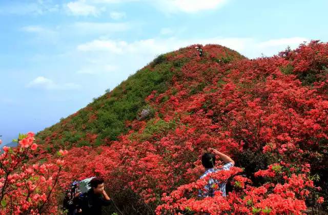 丹寨龙泉山杜鹃花