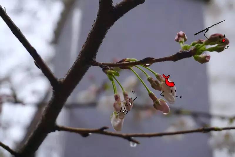 滴,你的樱花表情包已上线!