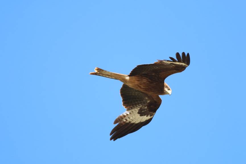 飞翔的黑鸢 图片来源:邢超 黑鸢整体都成棕色或黑色,有很长的尾巴