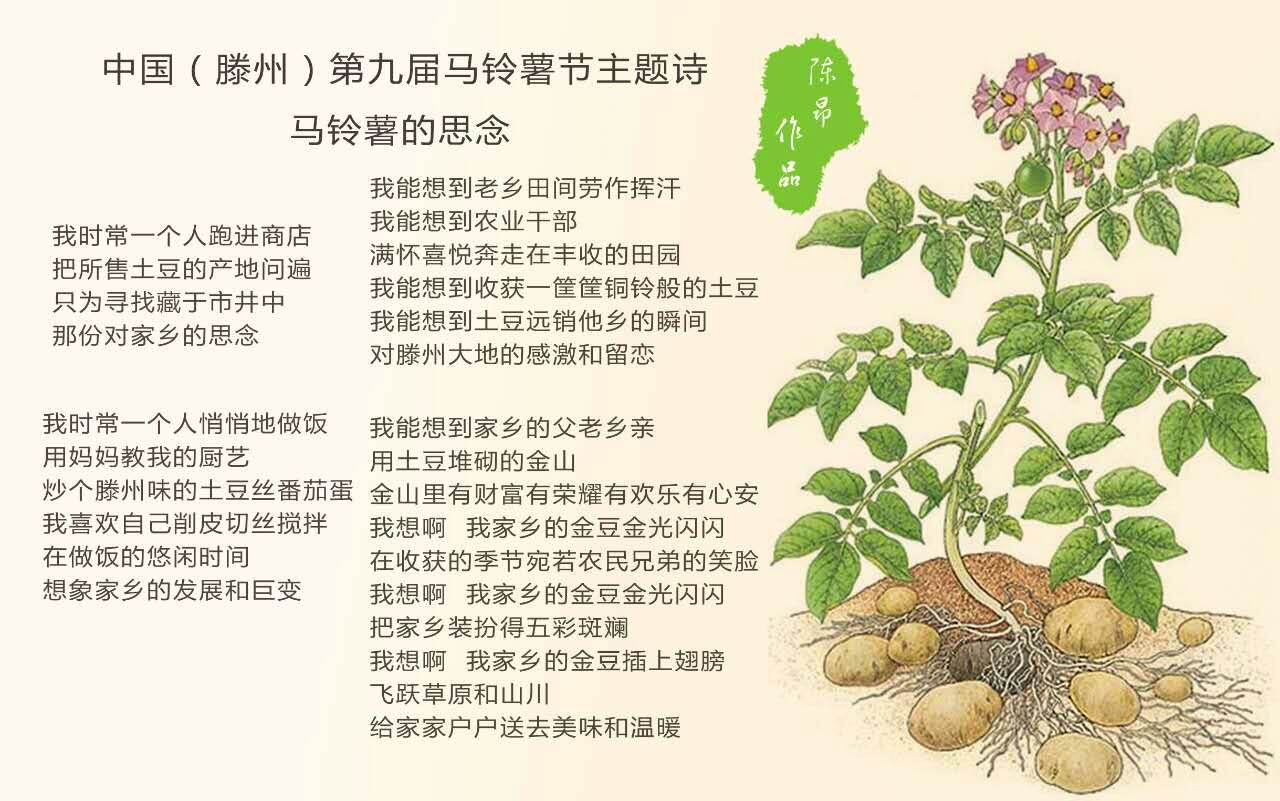 中国(滕州)第九届马铃薯节主题诗《马铃薯的思念》