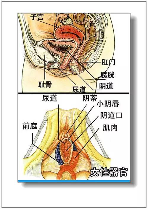 人体器官分部彩图大全