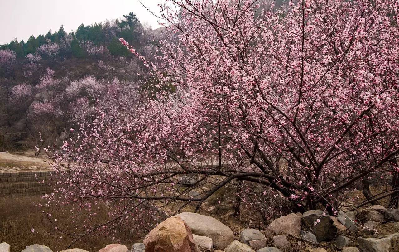 【图说】昌平后花园风景区邂逅"十里桃花"