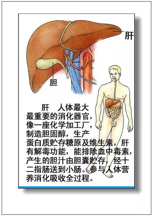 人体器官分部彩图(大全)