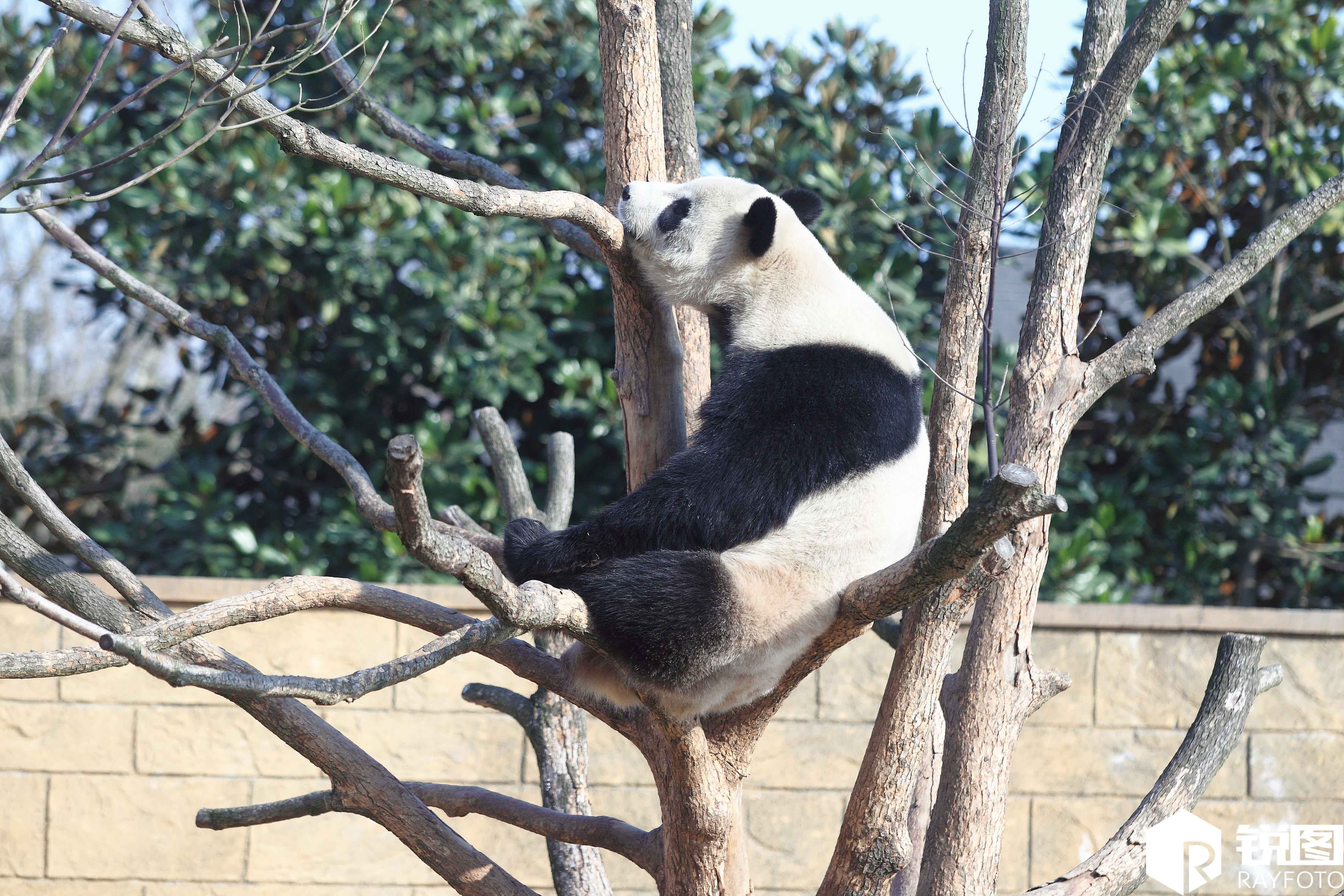 熊猫睡觉图片大全-熊猫睡觉高清图片下载-觅知网