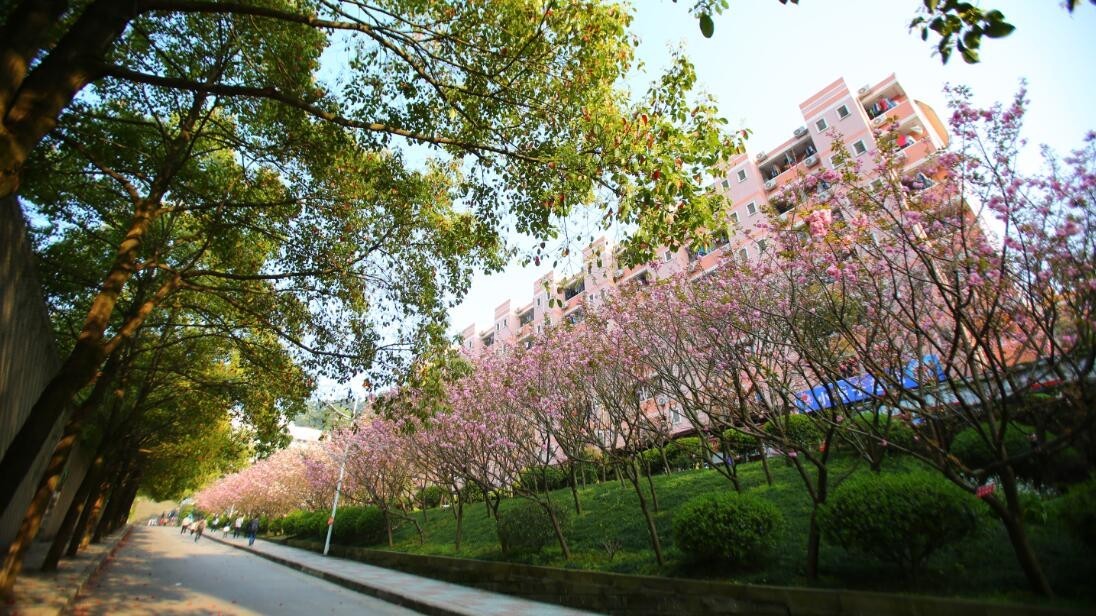 花溪校区满园芬芳 春天有"理"的世界 你不会感到孤单 重庆邮电大学