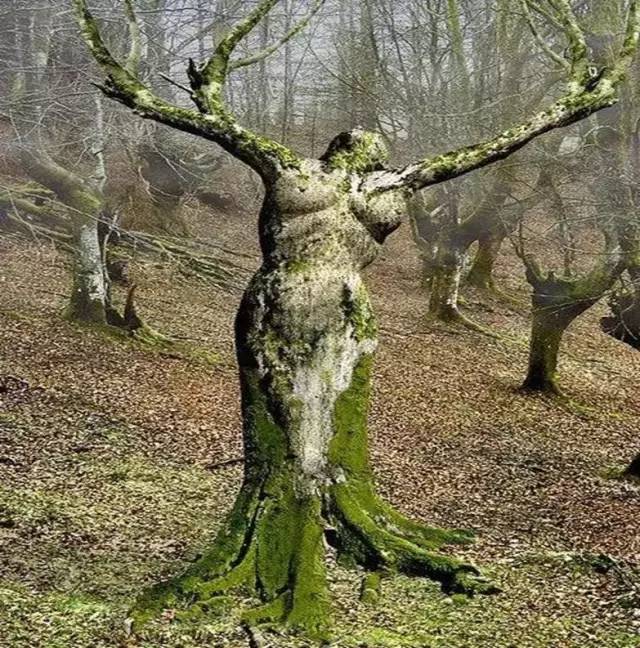 最老的树_瑞典发现最老古树 9500岁 无性繁殖会克隆