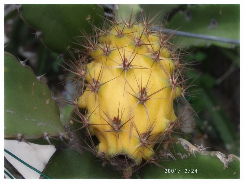 水果中的金毛狮王：哥伦比亚燕窝果/麒麟果