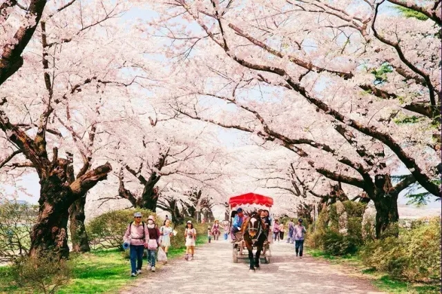 3-5月日本迎来樱花时节 花瓣织成屏息流连的樱