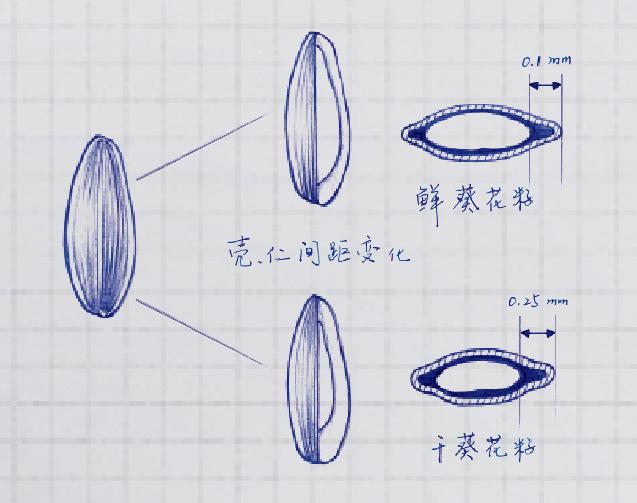 给吃瓜群众安利一个新技能：如何优雅地嗑瓜子