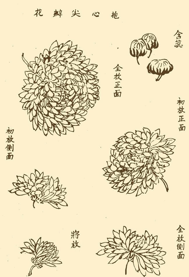 国画教程:菊花的基本绘画技法