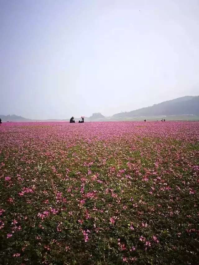 英花村人口_人口普查