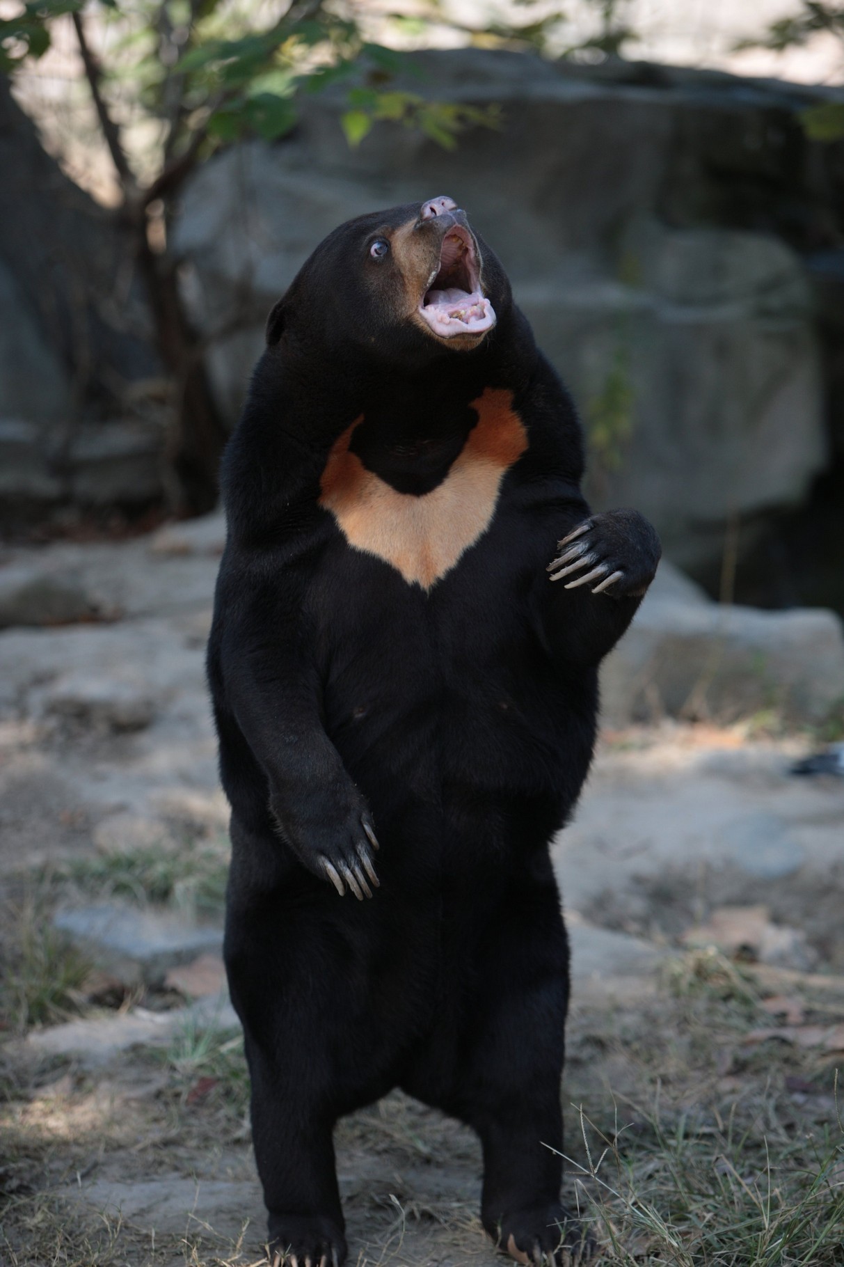 马来熊   是现存体型最小的熊,体长110-150厘米,体重27-75千克,体