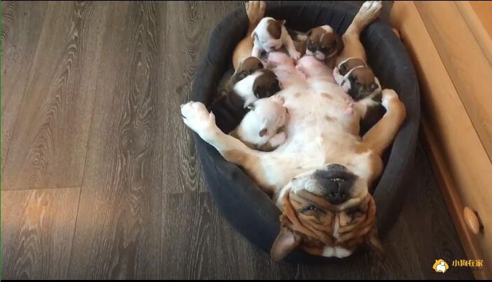 母狗生下7只小狗 累到躺着喂奶翻白眼