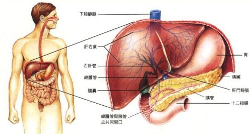 人的肝区位置图