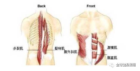其实主要得看这块肌肉 这块肌肉叫竖脊肌 竖脊肌又叫骶棘肌 为脊柱