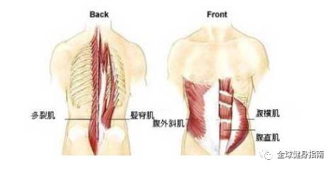 腰部肌肉都会参与其中 发达,强壮的腰部肌肉 绝对是男人的第三条腿
