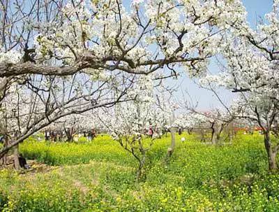 首页 中医养生 > 正文         赏花地点一:新津梨花溪   今天小锦在