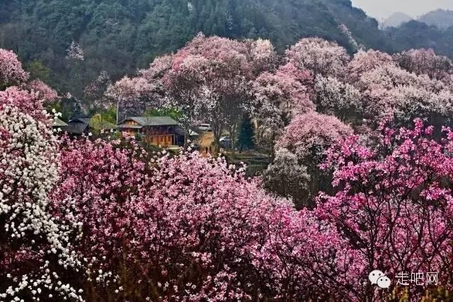 吴家后山属于四川江油市大康镇.