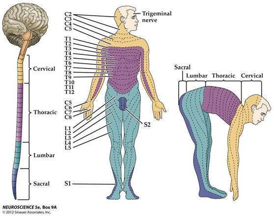 图五:站位和"弯腰前屈位"脊神经节段性皮肤分布图
