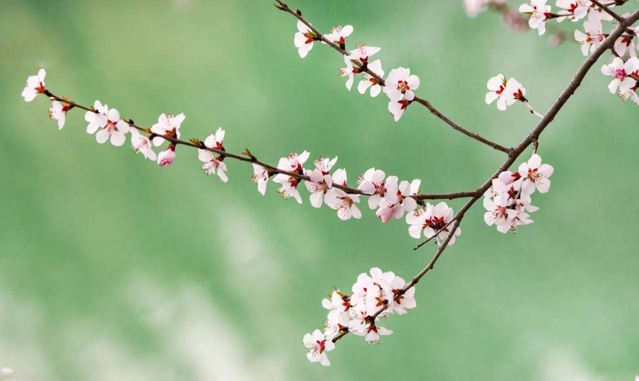 【图说】昌平后花园风景区邂逅"十里桃花"