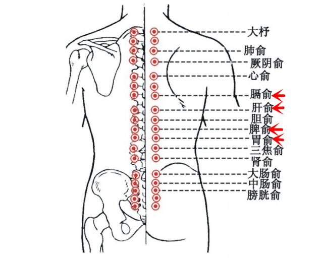 调理脾胃:   1,泄肝火疏肝 可以着重灸:肝俞,期门,太冲2,养脾胃则着重