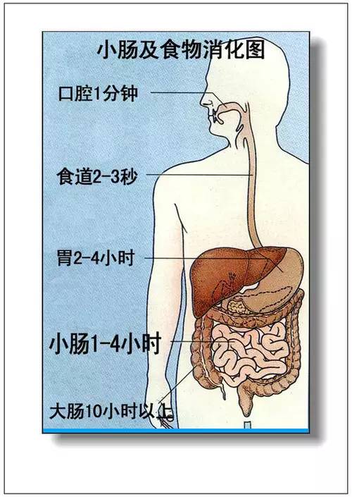 其它 正文  1.人体内脏分布概观简图 2.腹部脏器分布图(前面观) 3.