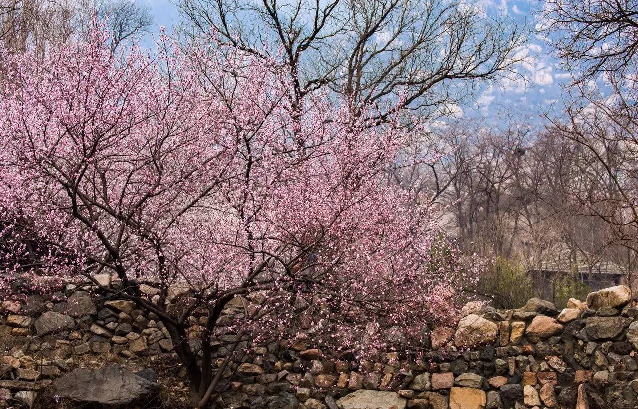 【图说】昌平后花园风景区邂逅"十里桃花"