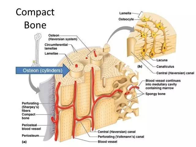 theseosteon bonesareelongated cy