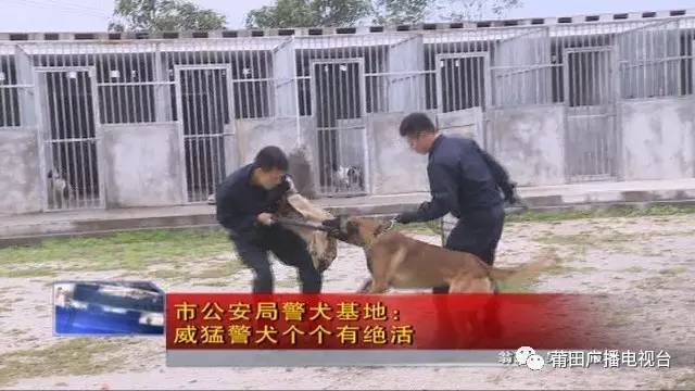 警犬天狼正在进行扑咬的科目训练,只见它在训导员的指挥下,朝助训员