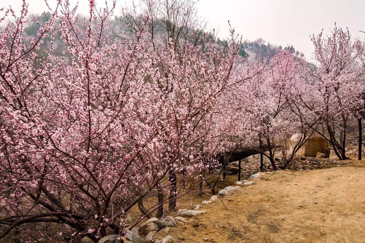 【图说】昌平后花园风景区邂逅"十里桃花"