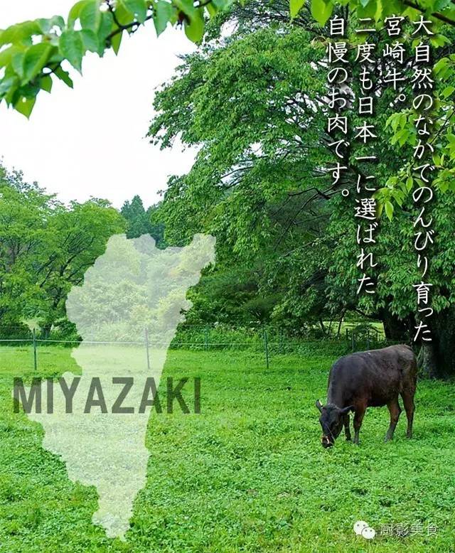 和松阪牛,神户牛,飞弹牛一样,宫崎牛是依日本食用肉等级认证协会实施