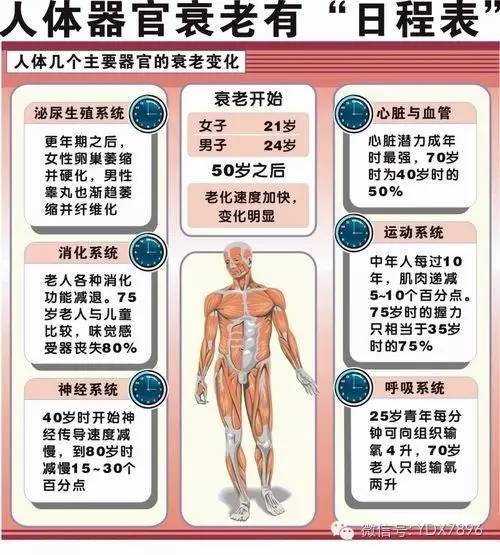 人身体哪些部位具有记忆功能器官基本简介