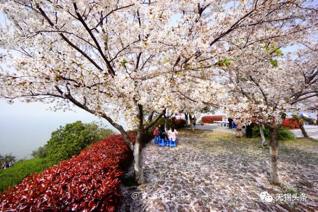 到时候漫山遍野的桃花 真的可以迷了你的眼 春日里的长广溪湿地公园