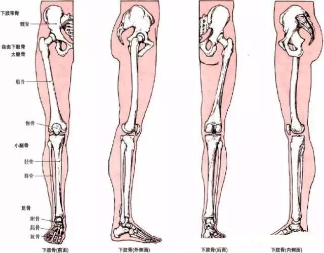 把髋骨放大一点,可以看到髋骨上不同位置都有解剖学名.
