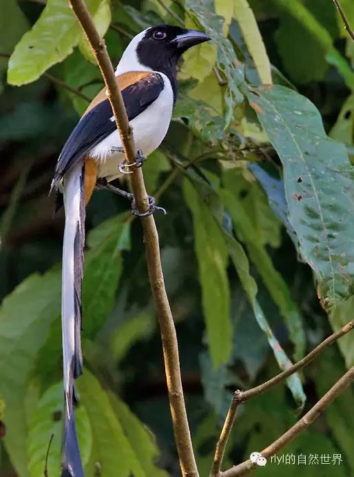 【rlyl物种说】今日-白腹树鹊(white-bellied treepie)