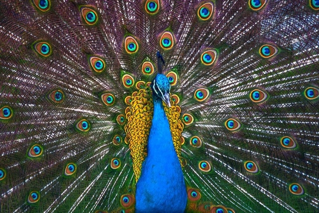 自然界最美的动物20张美丽夺目的孔雀开屏