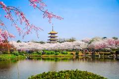 清明3天(不用请假) 武汉东湖磨山樱园与日本青森县的弘前樱花园,美国