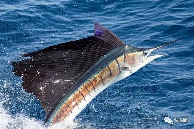 科技 正文  很多人分不清楚旗鱼(sailfish)和剑鱼(swordfish),它们同