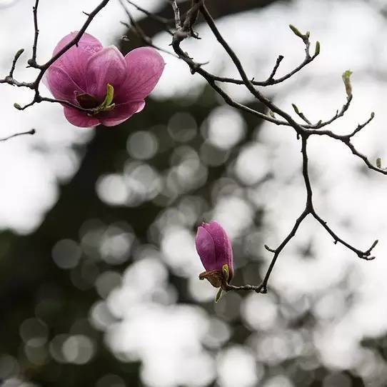 玉兰|旁若无人,花开无尘.