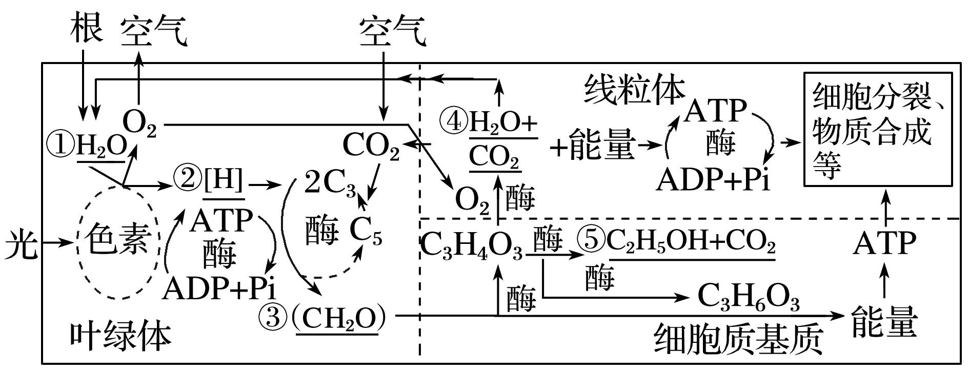 理清光合作用与细胞呼吸的关系