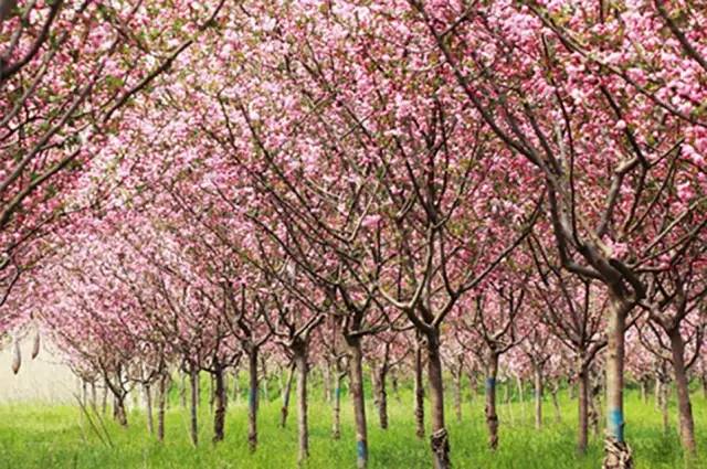 【福利】1026邀您做回探花郎:新站区海棠花海赏花节入场券免费送!