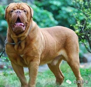 世界十大最凶猛护卫犬