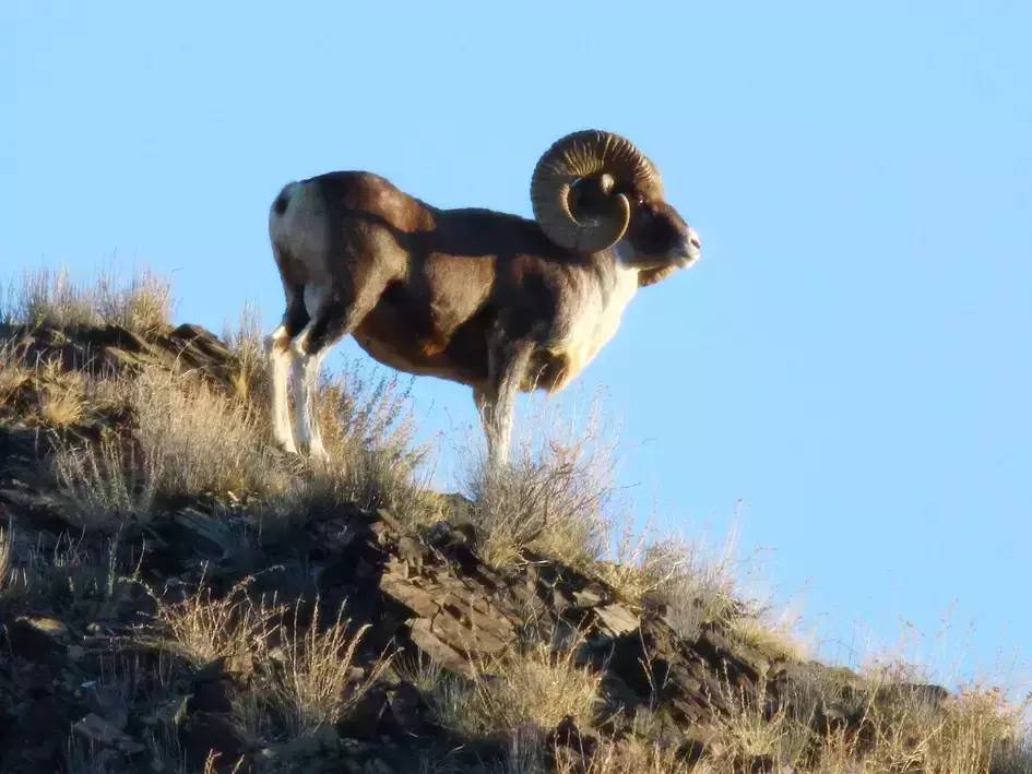 野保资讯 | 内蒙古额济纳旗出现成群濒危野生盘羊!