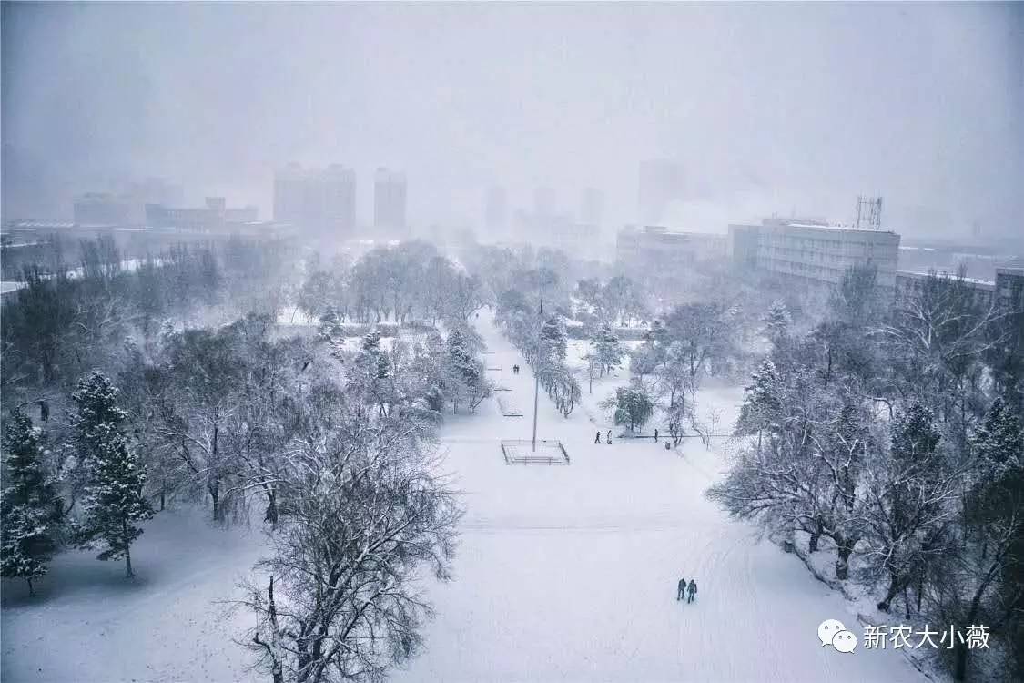 大雪迎接春分,内附gif 雪景视频 美图!这是一条高质量