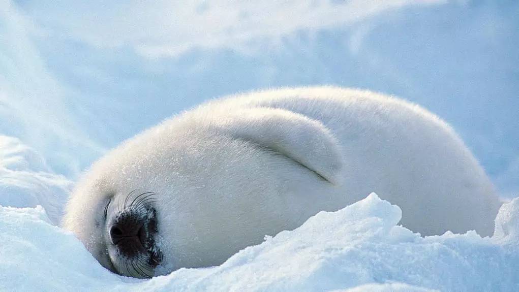 如果说格陵兰海豹是靠卖萌来取悦摄影师,那 『北极驯鹿』一定是速度