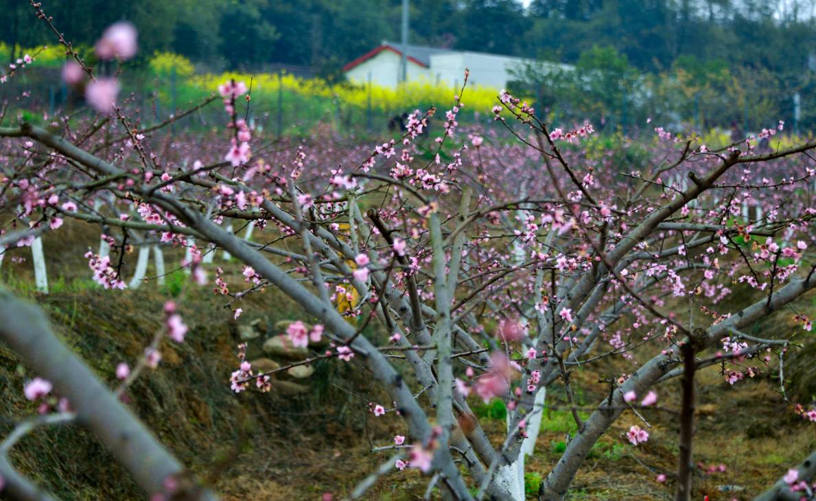 3月25日- 4月8日绵阳市安州区"幸福七里"首届桃花节"幸福七里"首届